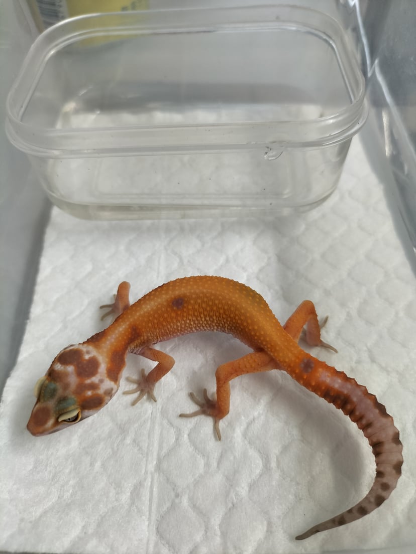 Dragon Box