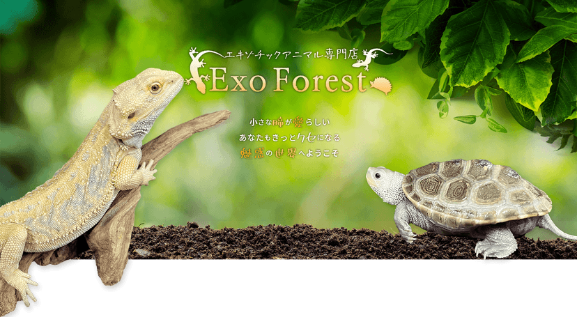 Exo Forest