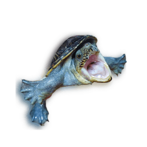 亀の楽園岡山