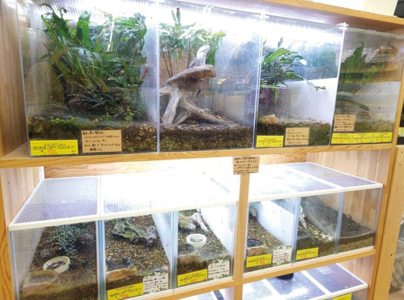 爬虫類倶楽部 J新潟店（スーパーセンタームサシ新潟店）