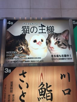 アニマルカフェ  猫の王様の画像1