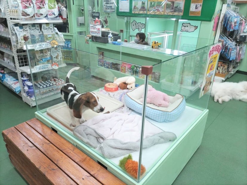ZOO四谷