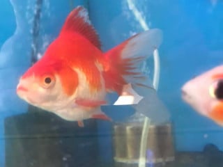 ペットフレンド ぱぴとすず