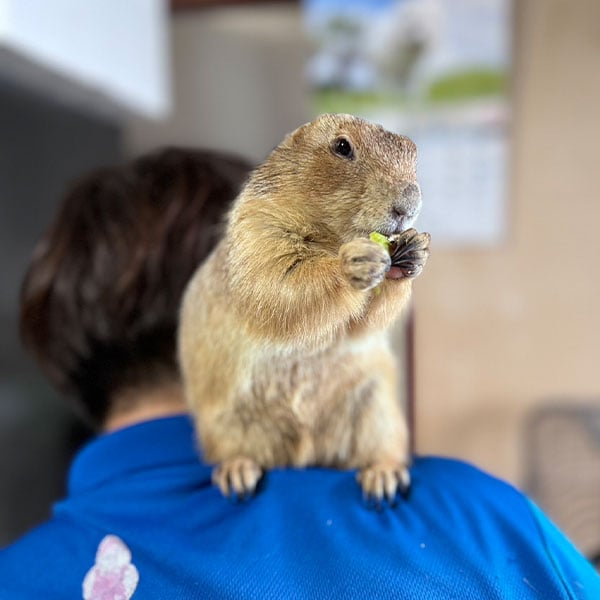 みにZOO（合同会社みにZOO）