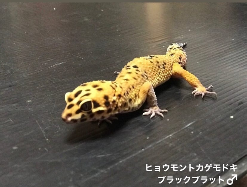 Exotic Animal & Reptiles Buddy（レプタイルズショップバディ）