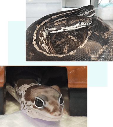 Dragon Boxの画像2
