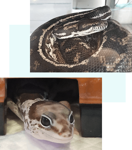 Dragon Box