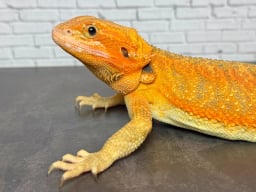 サンギーラの画像1