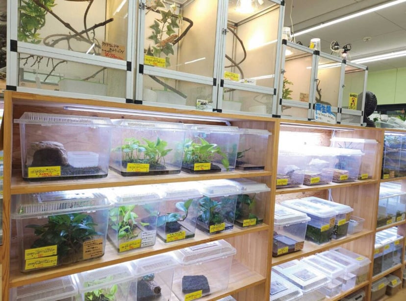 爬虫類倶楽部 J新潟店（スーパーセンタームサシ新潟店）