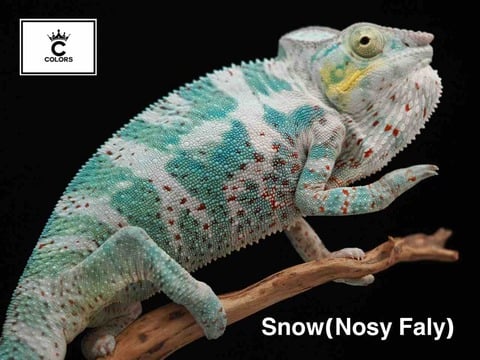 COLORS（Nosy Line Lab）／宮崎コオロギ屋