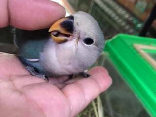 ペットフレンド ぱぴとすず