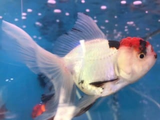 ペットフレンド ぱぴとすず