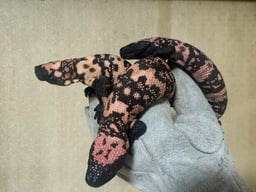 Ebrius Turturの画像2