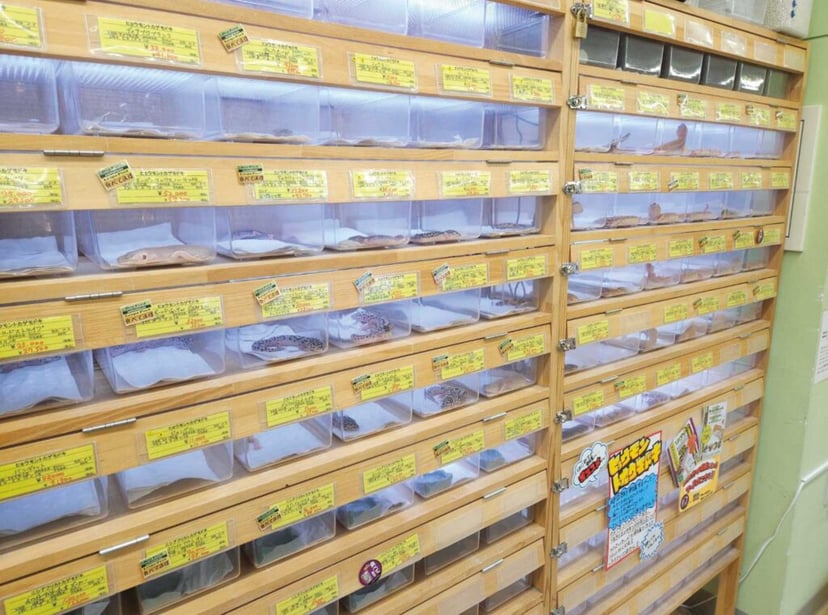 爬虫類倶楽部 J新潟店（スーパーセンタームサシ新潟店）