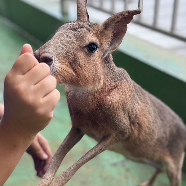 みにZOO（合同会社みにZOO）