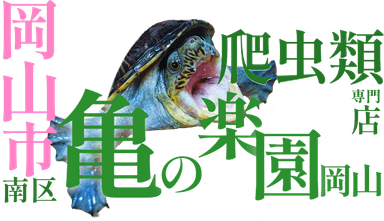 亀の楽園岡山の画像3
