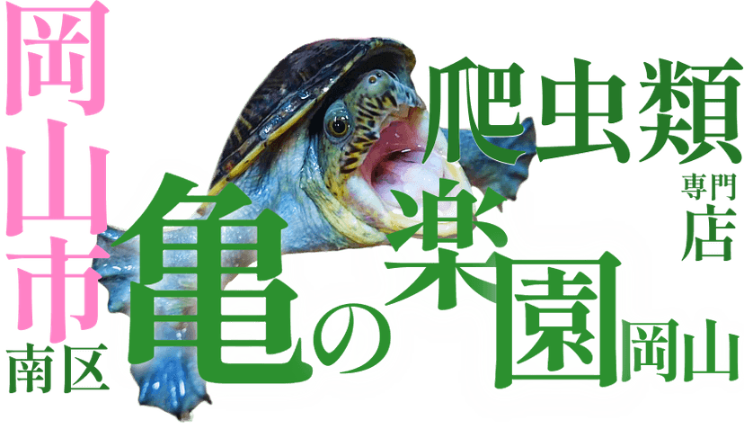 亀の楽園岡山