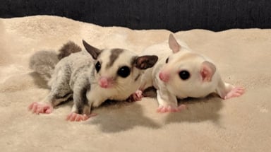 mofu and co.の画像1