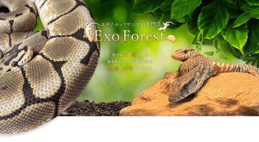 Exo Forest