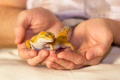 Reptiles breebing ground 持ち腹屋