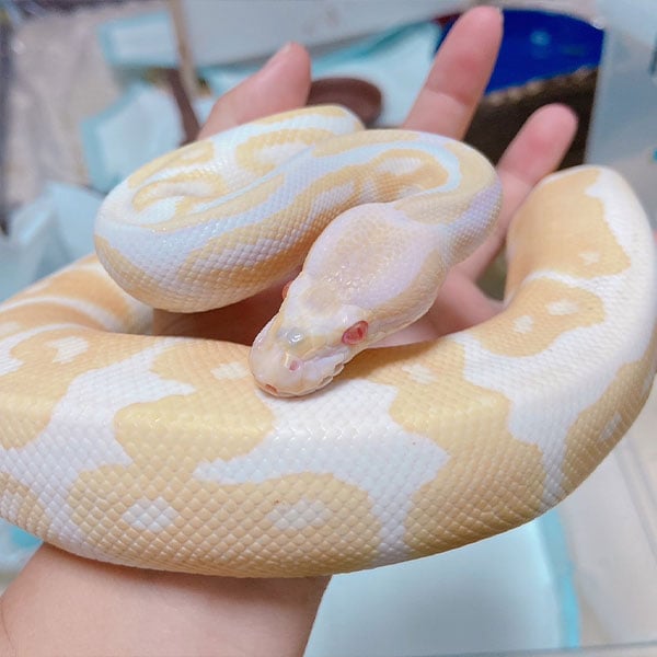 みにZOO（合同会社みにZOO）