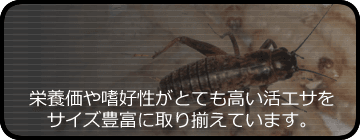 爬虫類倶楽部 J ジョイフル本田 茨城ニューポートひたちなか店