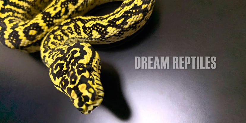 DREAM REPTILES