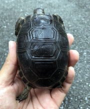 CRESTの画像1
