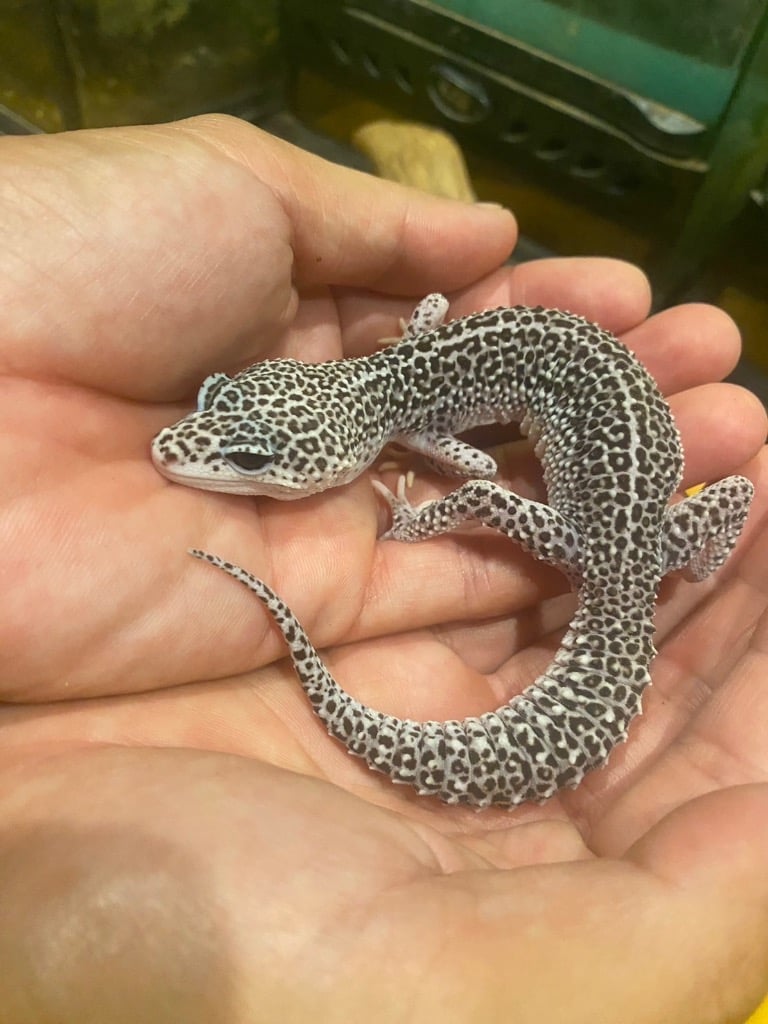 isereptiles（イセレプタイルズ）
