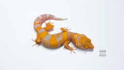 ALBINO MANIAの画像2