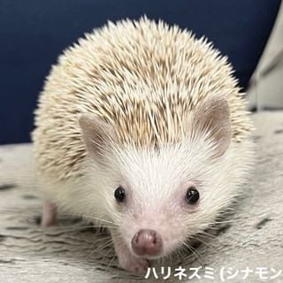 Exotic Animal & Reptiles Buddy（レプタイルズショップバディ）