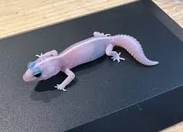 Amazing Reptileの画像3