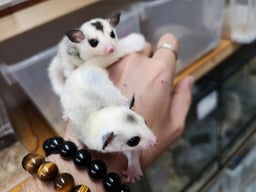Cherie U+ シェリーユーの画像2