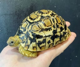 レプタイルズショップ ペガサスの画像3