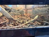 アクアプロスタイル ビリーバー