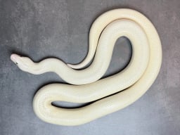 サンギーラの画像3