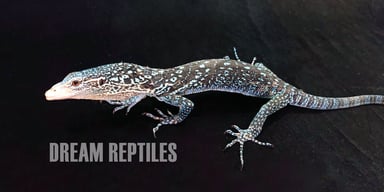 DREAM REPTILESの画像2