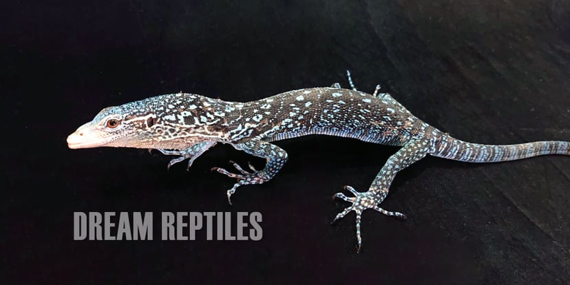 DREAM REPTILES