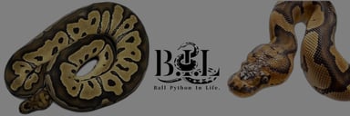B.I.Lの画像1