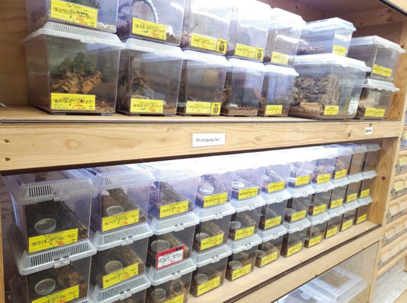 爬虫類倶楽部 J新潟店（スーパーセンタームサシ新潟店）