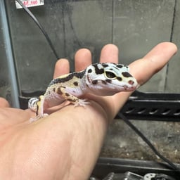 Tri reptilesの画像3