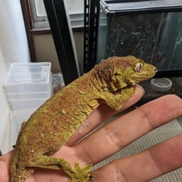 Arrow Reptilesの画像2