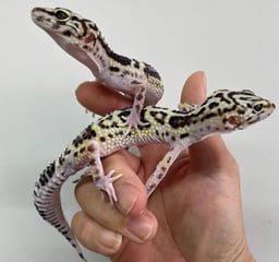 横浜 爬虫類カフェレプタイルズリゾートの画像1