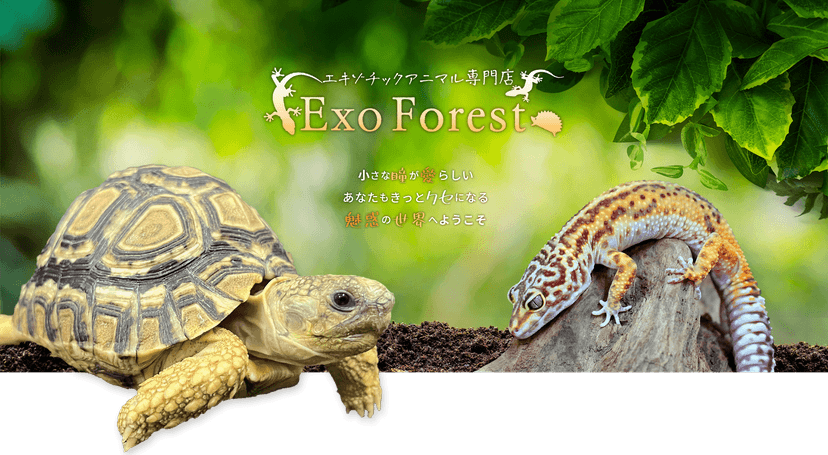 Exo Forest