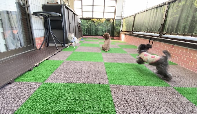 アニマルーム