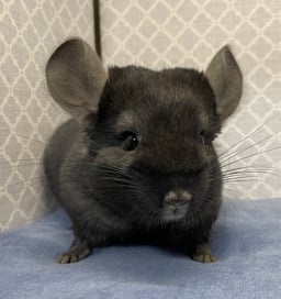 ちらハウスの画像2