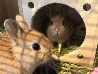 ペットフレンド ぱぴとすず