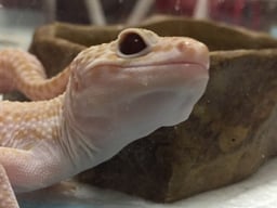 ルーズ會の画像1