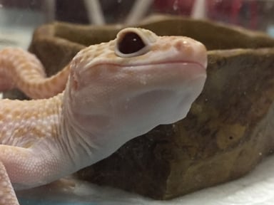 ルーズ會の画像1