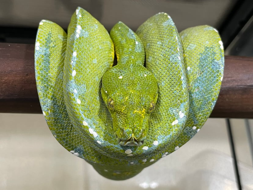 コアラ